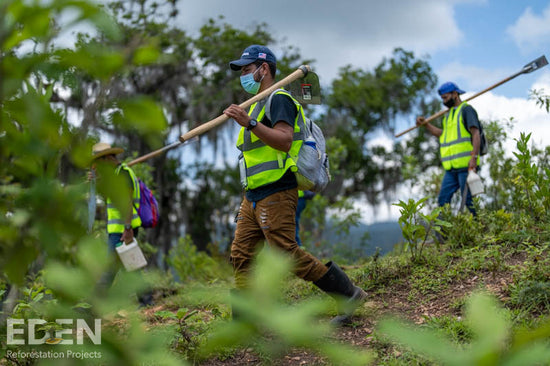 Picture-of-eden-reforestation-projects-men-workin-in-a forest